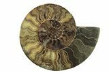 Very Large, Cut & Polished Ammonite Fossil - Madagasar #238786-2